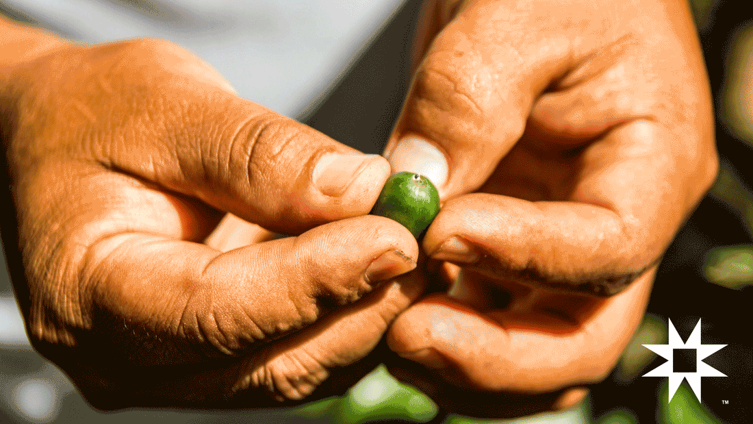Beyond Elevation: The Science of Density and Flavor in High-Elevation Coffee