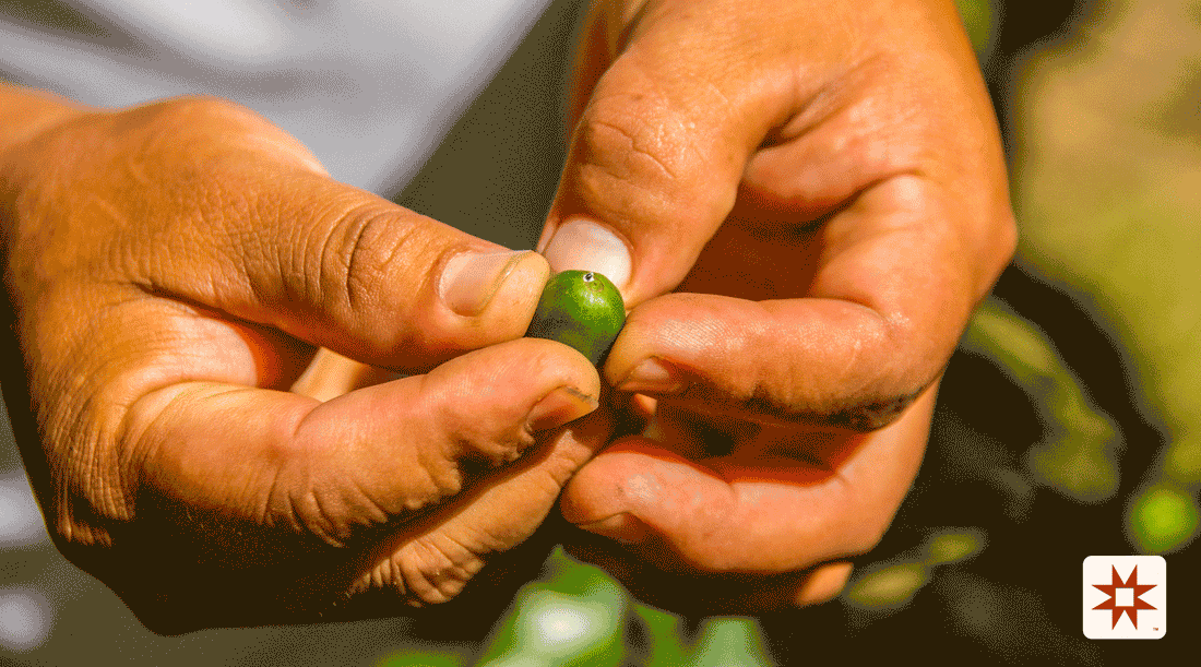 Beyond Elevation: The Science of Density and Flavor in High-Elevation Coffee