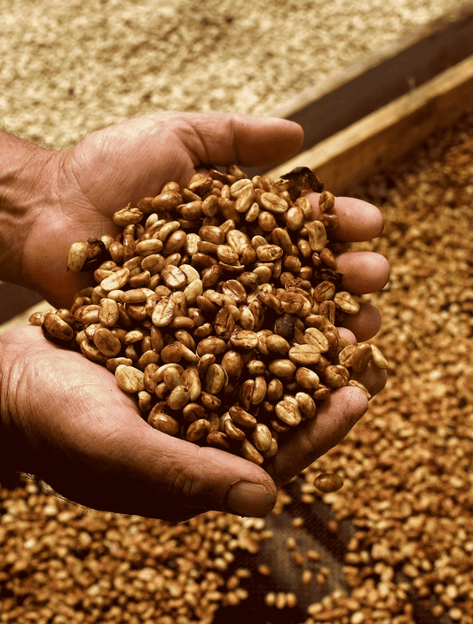 Honey Process