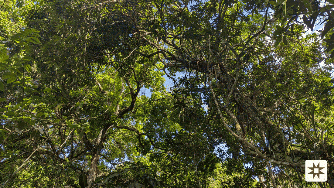 The Serpent's Path: Wisdom in Sustainable Cultivation