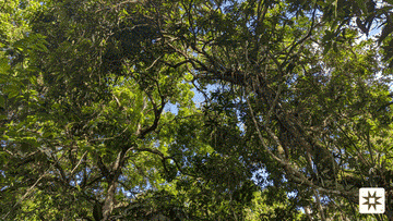 The Serpent's Path: Wisdom in Sustainable Cultivation