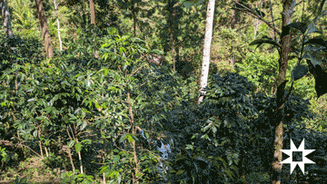 Oxapampa's Secret Climate: Where Andean Majesty Meets Amazonian Mystery