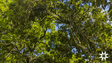 The Serpent's Path: Wisdom in Sustainable Cultivation