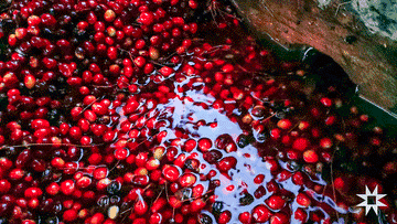 Water's Wisdom: The Role of Pristine Andean Springs