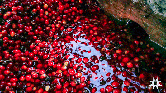 Water's Wisdom: The Role of Pristine Andean Springs
