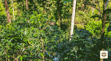 Oxapampa's Secret Climate: Where Andean Majesty Meets Amazonian Mystery