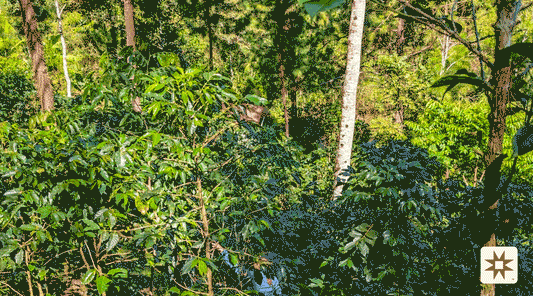 Oxapampa's Secret Climate: Where Andean Majesty Meets Amazonian Mystery