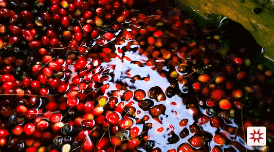 Water's Wisdom: The Role of Pristine Andean Springs