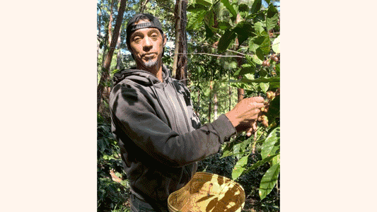 A Visit to Raul Miguel's SHG Shade-Grown Farm