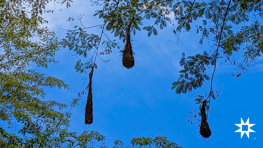 The Harmony of Coffee, Trees, and Wildlife in Peru