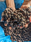 Unroasted Peruvian Natural Process Coffee