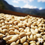 Unroasted Peruvian Washed Process Coffee