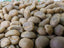 raw coffee grains on display