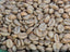 Lot 24 Coffee Beans close up