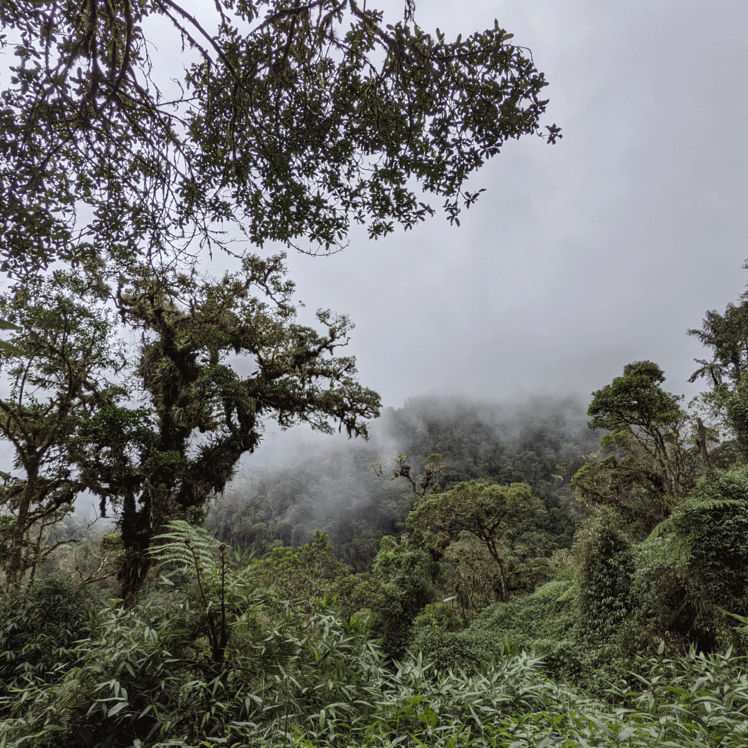 Oxapampa Coffee Origin Trip: From Bean to Brew